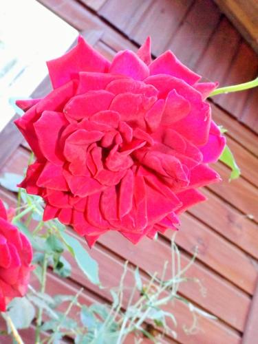 a red flower sitting next to a wooden wall at Cabañas Aguas Claras in Pinto