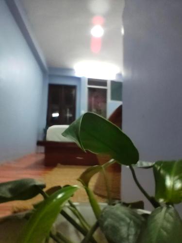 a green plant in a living room with a couch at Shova's Home Stay in Kathmandu