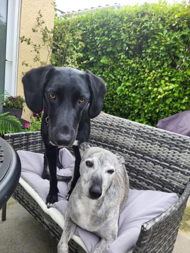 a black dog and a greyhound sitting on a bed at Shalom, in Saundersfoot, near the sea in Saundersfoot