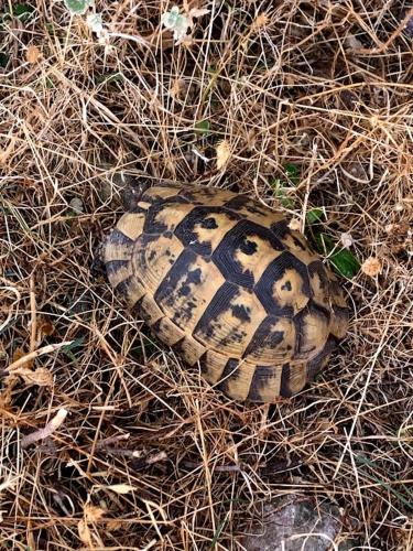 a turtle is laying on the ground at Vrisaki 81400, Lemnos Island in Mirina