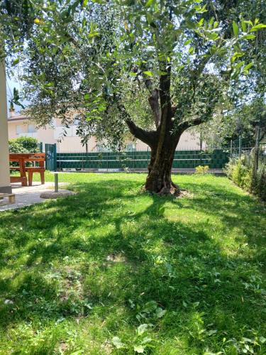 a tree in the middle of a grassy field with a bench at Casa ai due Ulivi in Nago-Torbole