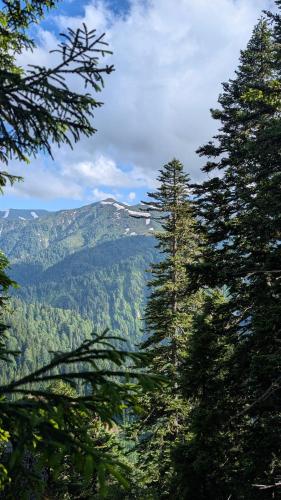 a view of a mountain from between two trees at House in forest in Gomi