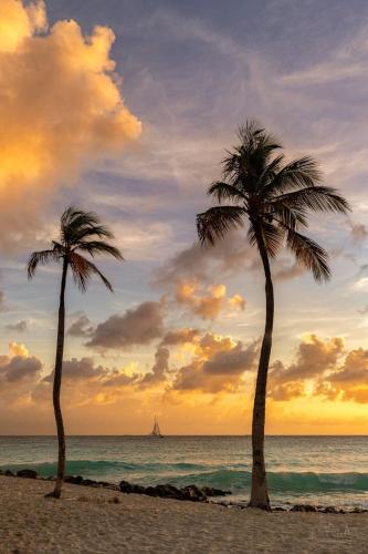 two palm trees on the beach at sunset at Aruba Private Studios in Oranjestad