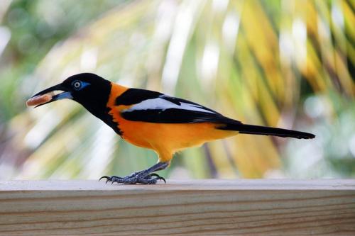 a bird standing on a rail with its beak open at Aruba Private Studios in Oranjestad