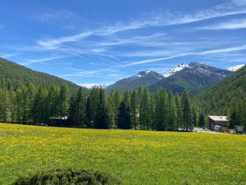 a field of yellow flowers with mountains in the background at Granges d'Arvieux, Splendide T2, Rdc, Vue dégagée in Arvieux