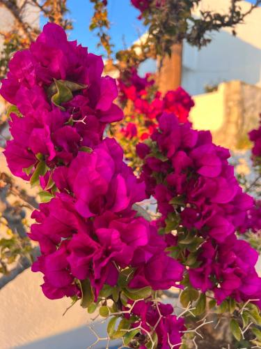a bunch of pink flowers in a pot at White & Blue in Batsi