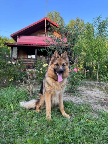 Φωτογραφία από το άλμπουμ του Cabana Livada Merilor σε Băile Govora