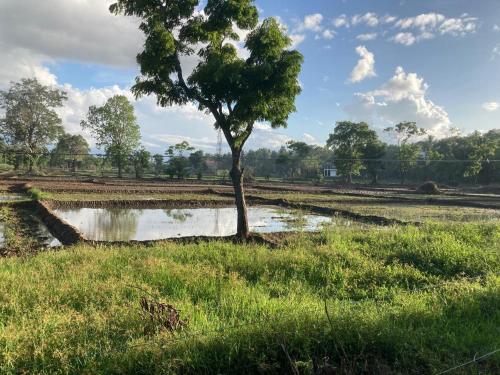 a tree in a field next to a pond at Sunshine Resort LTD in Sigiriya