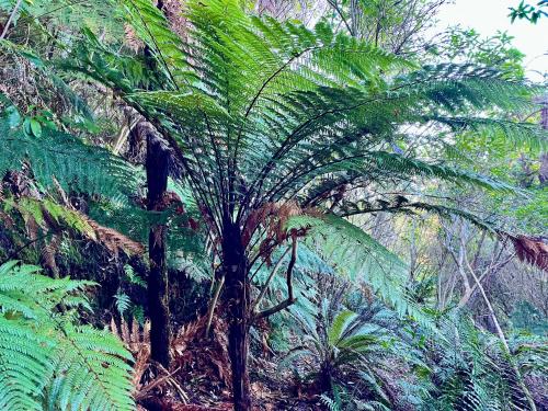 a palm tree in the middle of a forest at Treetops in Blenheim