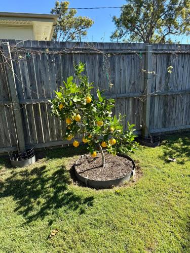 a small orange tree in a yard next to a fence at Bundaberg Dream 