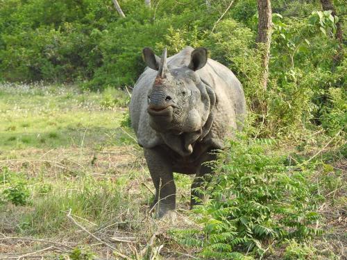 a rhino standing in the grass in a field at Tharu Community Lodge in Kawasoti