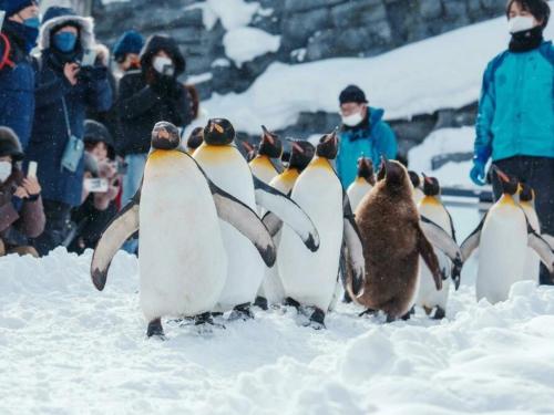 un gruppo di pinguini in piedi nella neve di Snow Resort Hermitage a Asahikawa