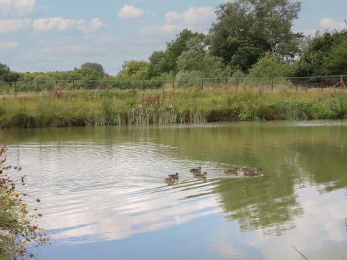 a group of ducks swimming in a pond at Snowdrop in Leominster