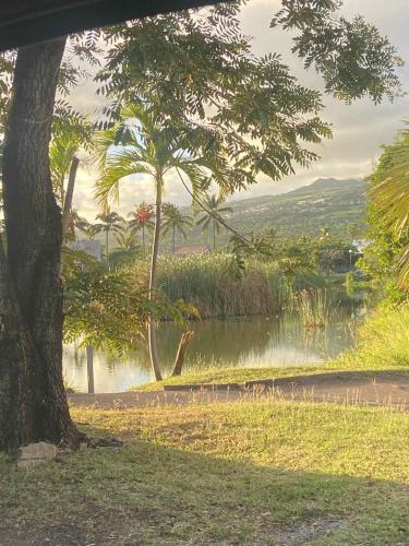 a tree sitting next to a body of water at Bungalow Résidence des sables in Étang-Salé