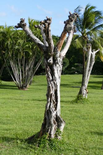 two palm trees in a field with grass at PIERRE & VACANCES Antigua 03 in Sainte-Luce
