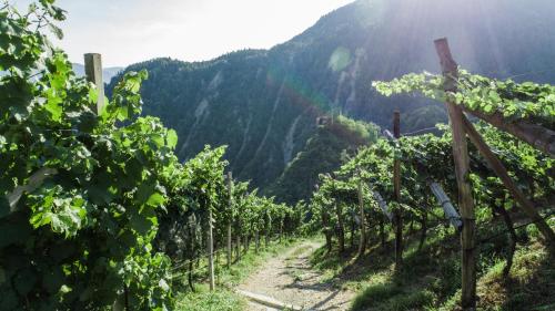 a vineyard with a mountain in the background at Rielingerhof in Collalbo