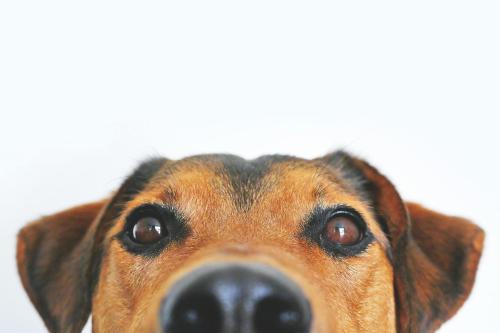 a close up of a dog looking at the camera at Garner Hotel Berlin - Mitte by IHG in Berlin