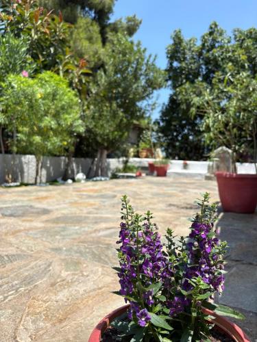 a flower pot with purple flowers in a yard at Sunbeam house in Nea Makri