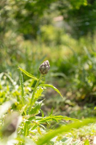 a small flower is growing on a plant at Domaine de la Cascade Parfumée in Grasse