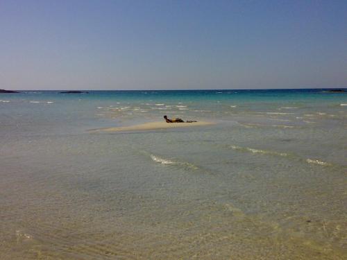 a dog laying on a small island in the ocean at Dimora Il Girasole in Torre San Giovanni Ugento