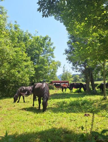 a group of horses grazing in a field at Casa Rural Areano in Escoriaza