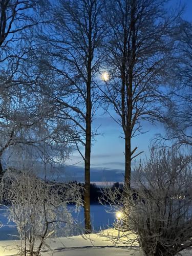 a winter scene of trees with the moon in the background at Aava Riverside in Rovaniemi