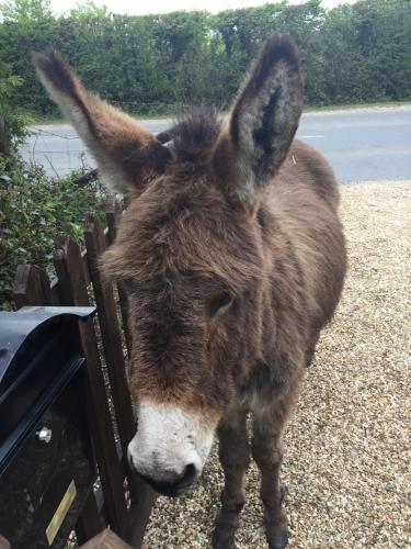 a donkey is standing next to a fence at Leygreen Farmhouse B&B in Beaulieu