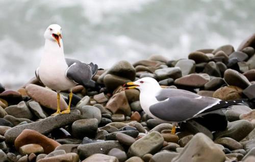 two seagulls are standing on a rocky beach at La Durdent - Domaine du Presbytère in La Chapelle-sur-Dun