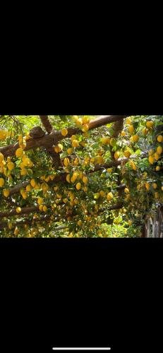 a tree with lots of oranges growing on it at Vincanto Maiori Costiera Amalfitana in Maiori