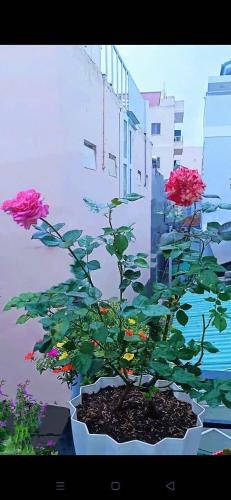 a plant with pink flowers in a pot at Hoàng Nga 2 Homestay in Phan Thiet