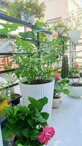 a white pot filled with flowers and plants on a balcony at Hoàng Nga 2 Homestay in Phan Thiet
