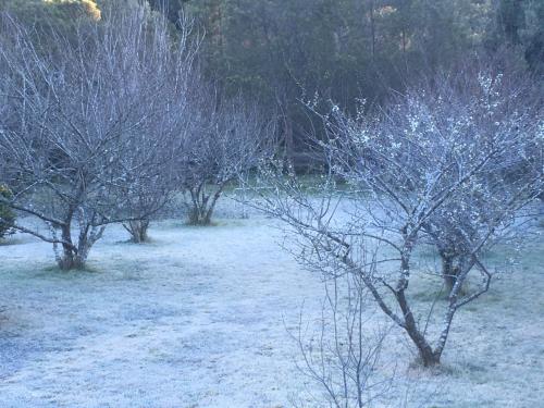 a group of trees in a field covered in snow at Studio Le Prunier in La Plaine des Cafres