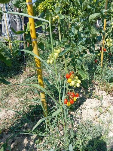 a garden with a bunch of tomatoes on a plant at U Ranatu in San Paolo