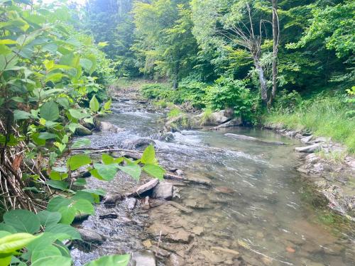 a stream of water with trees in the background at Willa Dolce Vita in Szczyrk