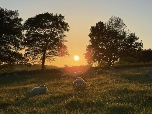 a herd of sheep grazing in a field at sunset at La ferme de beau soleil Gîte et cabanes in Saint-Gilles-du-Mené