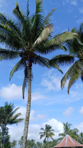 a palm tree with a blue sky in the background at Green Haven Homestay in Tetebatu