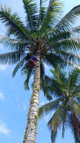 a palm tree with a bunch of fruit on it at Green Haven Homestay in Tetebatu