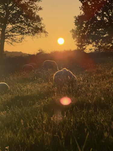 a herd of sheep grazing in a field at sunset at La ferme de beau soleil Gîte et cabanes in Saint-Gilles-du-Mené