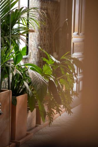a group of potted plants sitting next to a door at The Honest Hotel & Apartments in Seville
