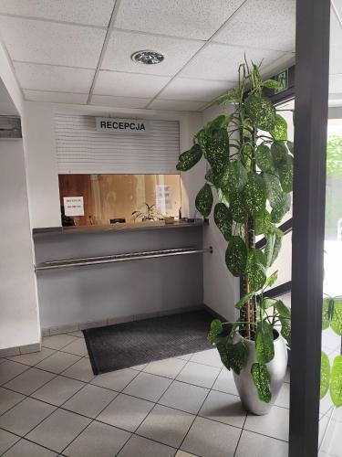 a potted plant in front of a reception desk at Gosciniec Tombor in Katowice