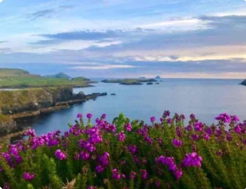 a view of a body of water with pink flowers at Lomonagh Lodge Portmagee in Lateeve