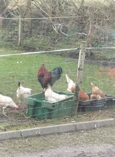 a group of chickens eating out of a trough at Lomonagh Lodge Portmagee in Lateeve