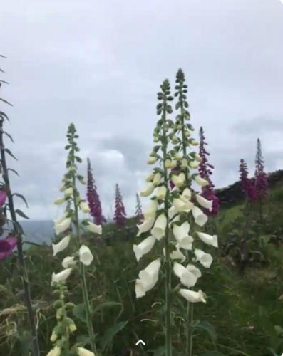 a group of white flowers on a mountain at Lomonagh Lodge Portmagee in Lateeve