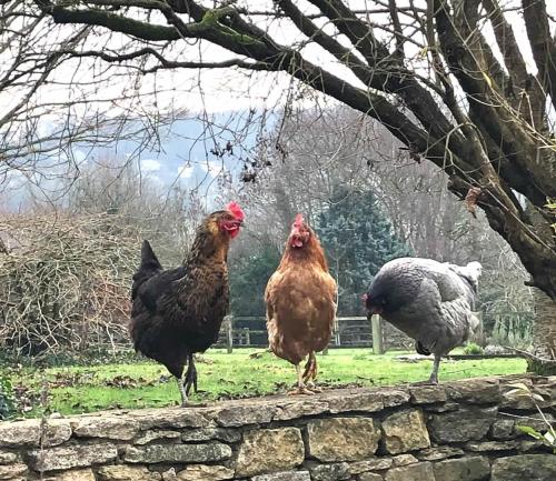 two chickens standing on top of a stone wall at Stunning stone cottage on Bath's doorstep in Box