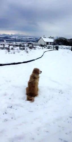 a dog is sitting in the snow at Lomonagh Lodge Portmagee in Lateeve
