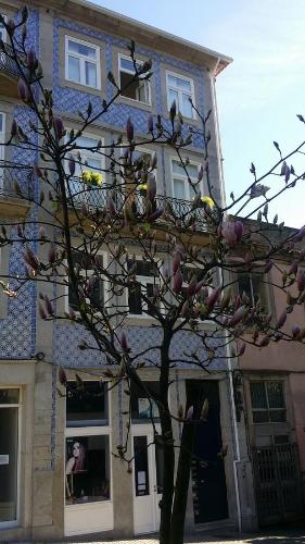a tree with pink flowers in front of a house at ChillHouse_Porto in Porto