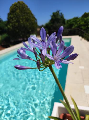 a purple flower next to a swimming pool at Contrada Macchia B&B in Tricase