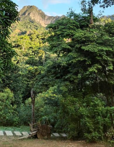a large tree with a wheel in front of it at Mirador Jungle El Macuti in Rurrenabaque