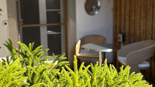 a green plant in front of a table and chairs at Hotel Krone Sihlbrugg in Sihlbrugg Dorf