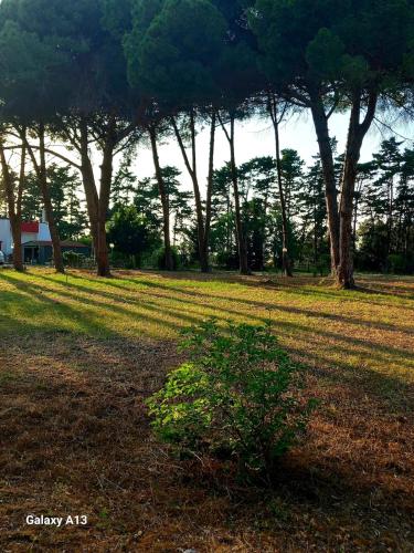 a bush in the middle of a field with trees at Dimora Montenegro 
